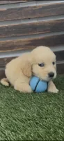 AKC light golden golden retriever female, a female Golden Retriever and English Cream Golden Retriever for sale in Modesto, CA – 1 of 5