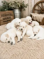 AKC golden retriever puppy , a male Golden Retriever and English Cream Golden Retriever for sale in Modesto, CA – 3 of 10