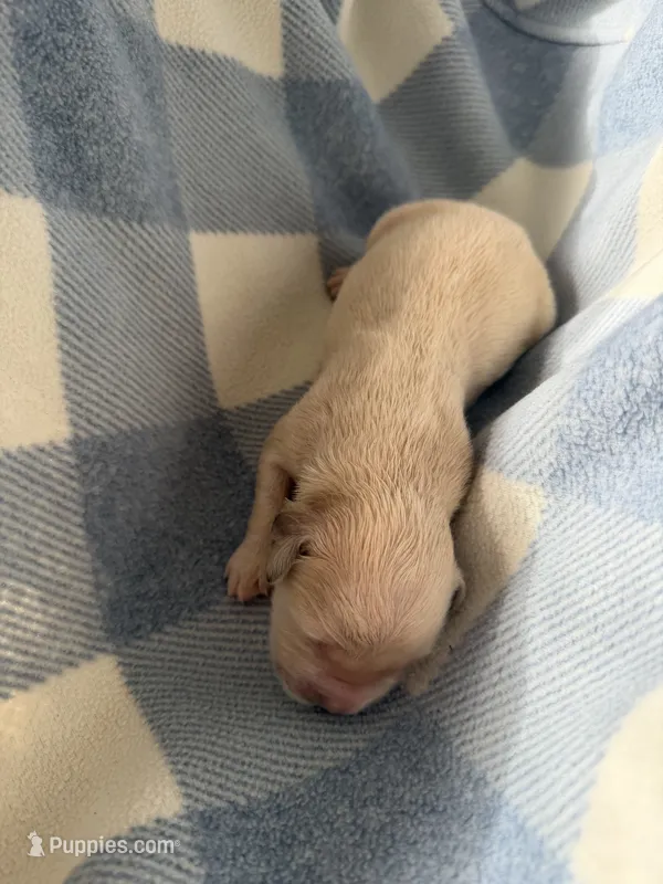 Golden retriever puppy male – Golden Retriever puppy for sale in Modesto, CA