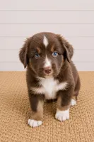 Australian shepherd red tri male, a male Australian Shepherd for sale in Modesto, CA – 1 of 4