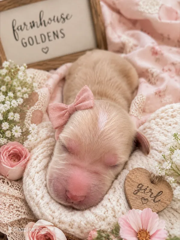 AKC honey golden retriever puppy  – Golden Retriever puppy for sale in Modesto, CA