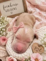 AKC honey golden retriever puppy , a female Golden Retriever for sale in Modesto, CA – 1 of 7