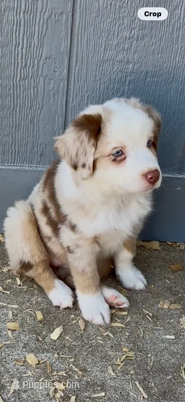 AKC Australian shepherd red Merle female – Australian Shepherd puppy for sale in Modesto, CA