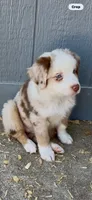 AKC Australian shepherd red Merle female, a female Australian Shepherd for sale in Modesto, CA – 1 of 2