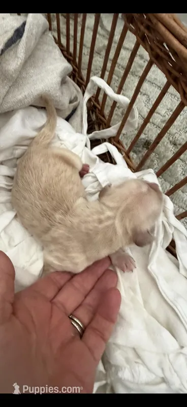 AKC golden retriever puppy female  – Golden Retriever, English Cream Golden Retriever puppy for sale in Modesto, CA