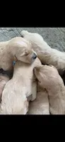 AKC golden retriever puppy female , a female Golden Retriever and English Cream Golden Retriever for sale in Modesto, CA – Photo 5 of 10