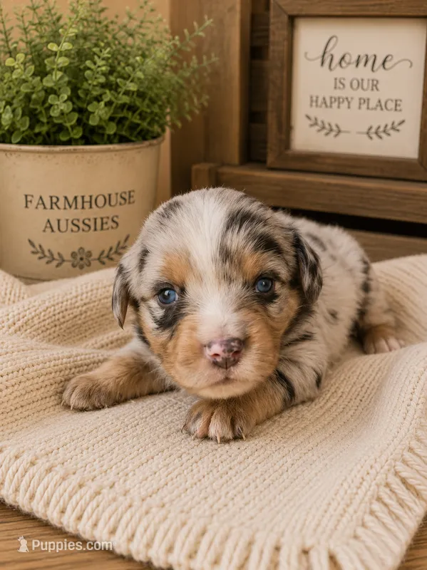 AKC Australian Shepherd blueMerle female – Australian Shepherd puppy for sale in Modesto, CA
