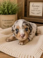 AKC Australian Shepherd blueMerle female, a female Australian Shepherd for sale in Modesto, CA – 1 of 6