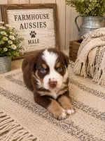 AKC Australian shepherd red tri , a male Australian Shepherd for sale in Modesto, CA – 4 of 7