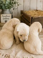 Golden Retriever light honey  golden female  puppy, a female Golden Retriever for sale in Modesto, CA – 7 of 9