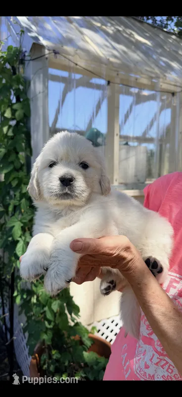 AKC English cream  golden retriever puppy – Golden Retriever, English Cream Golden Retriever puppy for sale in Modesto, CA