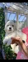 AKC English cream  golden retriever puppy, a female Golden Retriever and English Cream Golden Retriever for sale in Modesto, CA – 1 of 7