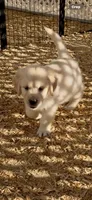 AKC  golden retriever puppy light golden female pink collar, a female Golden Retriever and English Cream Golden Retriever for sale in Modesto, CA – 5 of 9