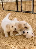AKC Golden retriever puppy , a male Golden Retriever for sale in Modesto, CA – 6 of 9