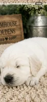 AKC golden retriever puppy male, a male Golden Retriever and English Cream Golden Retriever for sale in Modesto, CA – 7 of 10