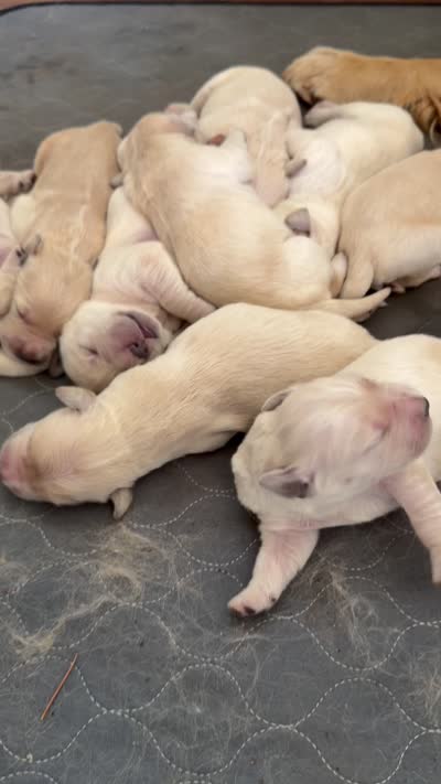 Golden retriever puppy x light golden  male, a male Golden Retriever and English Cream Golden Retriever for sale in Modesto, CA – 8 of 9