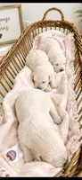 English Cream golden retriever puppy male, a male Golden Retriever and English Cream Golden Retriever for sale in Modesto, CA – 7 of 10