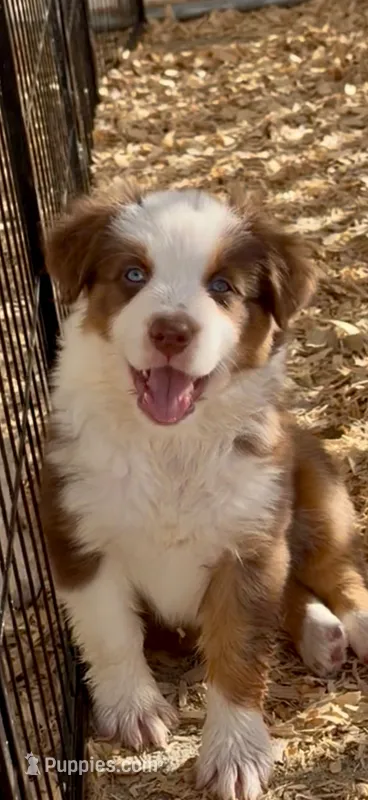 Australian shepherd red tri female  – Australian Shepherd puppy for sale in Modesto, CA