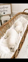 Golden Retriever English cream  male, a male Golden Retriever and English Cream Golden Retriever for sale in Modesto, CA – 6 of 9