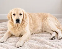 AKC Golden Retriever Golden retriever male, a male Golden Retriever and English Cream Golden Retriever for sale in Modesto, CA – 6 of 7