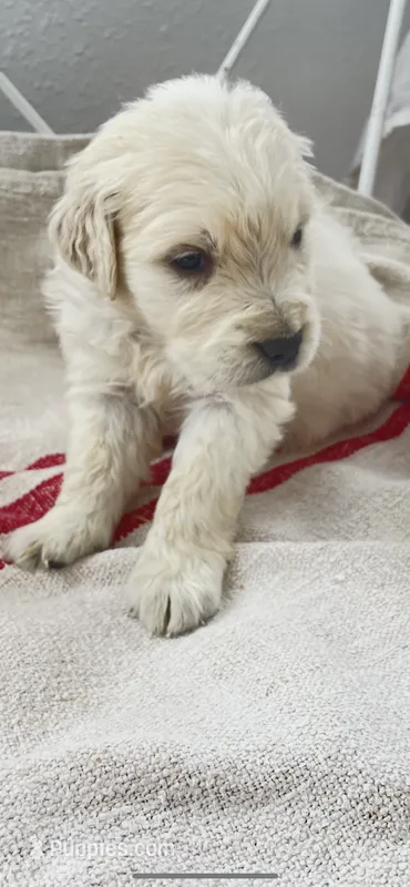 AKC English Cream golden Retriever puppy male – Golden Retriever, English Cream Golden Retriever puppy for sale in Modesto, CA