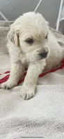 AKC English Cream golden Retriever puppy male, a male Golden Retriever and English Cream Golden Retriever for sale in Modesto, CA – 1 of 5