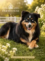 Australian shepherd red tri female , a female Australian Shepherd for sale in Modesto, CA – 3 of 5