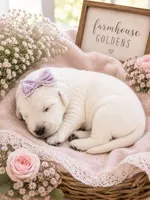 English Cream golden retriever puppy , a female Golden Retriever and English Cream Golden Retriever for sale in Modesto, CA – 1 of 4