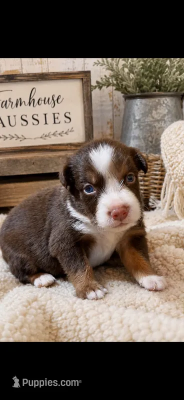 Australian shepherd red tri female  – Australian Shepherd puppy for sale in Modesto, CA