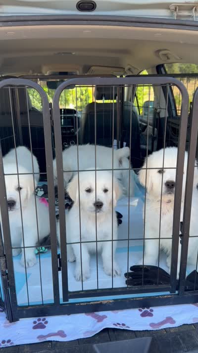 AKC English Cream golden retriever puppy, a  Golden Retriever and English Cream Golden Retriever for sale in Modesto, CA – 8 of 8