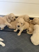 Golden retriever puppy light golden Christmas litter, a  Golden Retriever for sale in Modesto, CA – 2 of 8