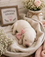 Golden Retriever cream light golden female , a female Golden Retriever and English Cream Golden Retriever for sale in Modesto, CA – 1 of 9
