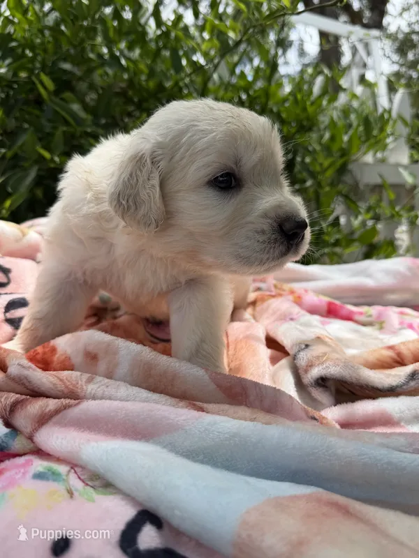 AKC Golden retriever English Cream male – Golden Retriever, English Cream Golden Retriever puppy for sale in Modesto, CA