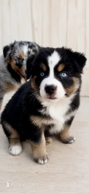 AKC Australian shepherd black tri male – Australian Shepherd puppy for sale in Modesto, CA