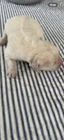 Golden retriever puppy x light golden  male, a male Golden Retriever and English Cream Golden Retriever for sale in Modesto, CA – 1 of 9