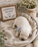 Golden Retriever Cream light Golden female, a female Golden Retriever and English Cream Golden Retriever for sale in Modesto, CA – 5 of 8