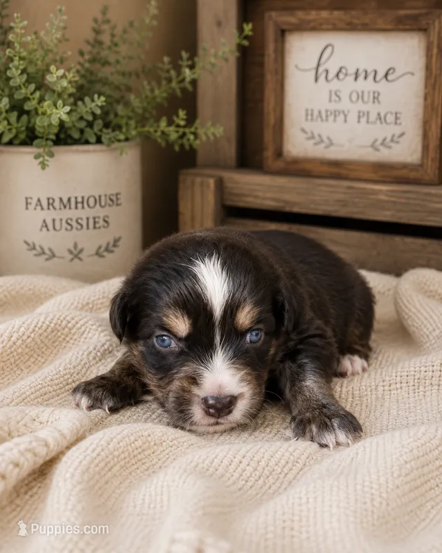 AKC Australian Shepherd black tri female  – Australian Shepherd puppy for sale in Modesto, CA