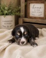 AKC Australian Shepherd black tri female , a female Australian Shepherd for sale in Modesto, CA – 1 of 4