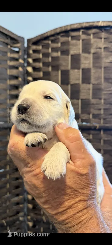 AKC English Cream golden Retriever puppy male – Golden Retriever, English Cream Golden Retriever puppy for sale in Modesto, CA