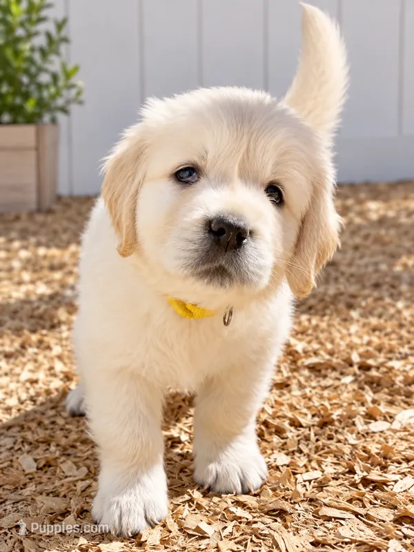 AKC Golden Retriever Golden retriever male – Golden Retriever, English Cream Golden Retriever puppy for sale in Modesto, CA