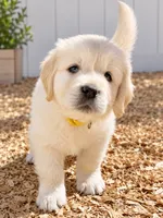 AKC Golden Retriever Golden retriever male, a male Golden Retriever and English Cream Golden Retriever for sale in Modesto, CA – 1 of 7