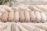 Golden Retriever light golden puppy , a female Golden Retriever for sale in Modesto, CA – 3 of 9