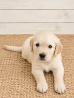 Golden Retriever light honey  golden female  puppy, a female Golden Retriever for sale in Modesto, CA – 1 of 9
