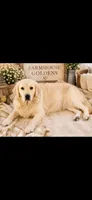 AKC Golden Retriever  puppy male, a male Golden Retriever for sale in Modesto, CA – 8 of 10