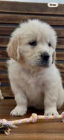 AKC Golden Retriever puppy female aqua collar, a female Golden Retriever for sale in Modesto, CA – Photo 6 of 6