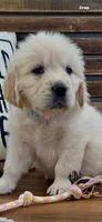 AKC Golden Retriever puppy female aqua collar, a female Golden Retriever for sale in Modesto, CA – Photo 2 of 6