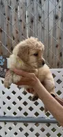 AKC Golden Retriever puppy, a female Golden Retriever for sale in Merced, CA – Photo 6 of 6