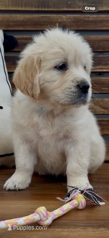 AKC Golden Retriever puppy female aqua collar – Golden Retriever puppy for sale in Modesto, CA