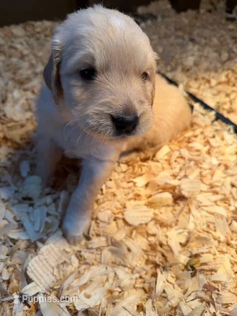 AKC Golden Retriever 8