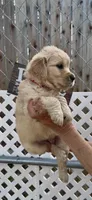 AKC Golden Retriever puppy, a female Golden Retriever for sale in Merced, CA – Photo 3 of 6